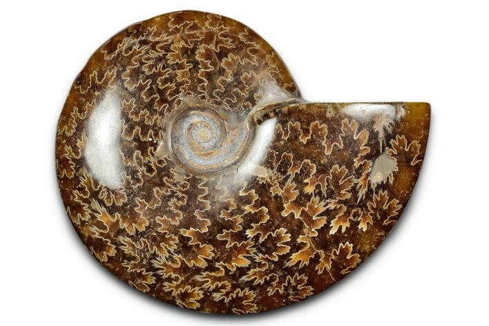 Polished Ammonite (Cleoniceras) Fossil - Madagascar #344307